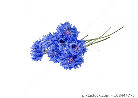 Close up of blue cornflower flower isolated on white. Close up of blue cornflower flower isolated on white. 108444775