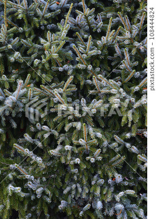 spruce branches fill the full frame spruce branches fill the full frame 108444824