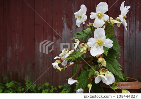 blooming begonia in a pot against the background of the red wall of a wooden traditional barn blooming begonia in a pot against the background of the red wall of a wooden traditional barn 108444827
