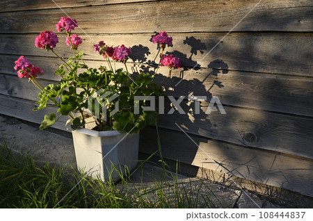 blooming garden pelargonium in the rays of the evening sun blooming garden pelargonium in the rays of the evening sun 108444837