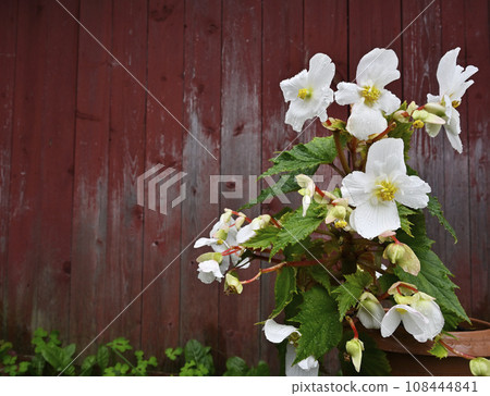 blooming begonia in a pot against the background of the red wall of a wooden traditional barn blooming begonia in a pot against the background of the red wall of a wooden traditional barn 108444841