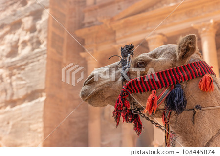 Head of camel with the  Treasury in the background. 108445074