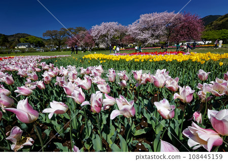 丹澤/波多野十川公園的鬱金香花田與櫻花 108445159