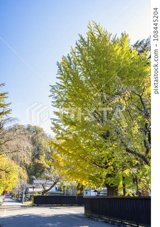 Autumn Kakunodate Samurai Residence Street, black fence and ginkgo, Semboku City, Akita Prefecture 108445204