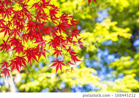 秋田縣仙北市秋天的角館武士宅邸街，鮮紅的楓葉 108445212