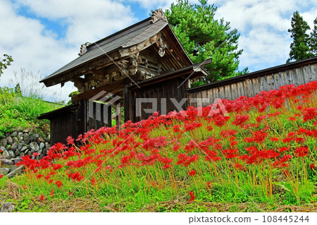 Yamagata Prefecture, Sagae City, National Historic Site, Motoyama Jionji Temple, Higanbana blooming in front of the Upper House 108445244