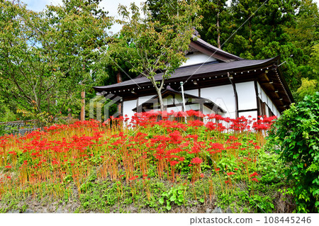 山形縣、寒河江市、國家歷史遺址、本山慈恩寺、報德寺前綻放的彼岸花 山形縣、寒河江市、國家歷史遺址、本山慈恩寺、報德寺前綻放的彼岸花 108445246