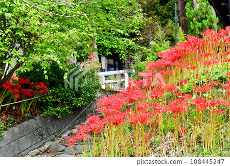 Yamagata Prefecture, Sagae City, National Historic Site, Motoyama Jionji Temple, Higanbana blooming in front of Hotokuji Temple 108445247