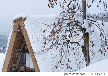 白川鄉合掌造冬季場景，剩餘的柿子果實和雪 108445711