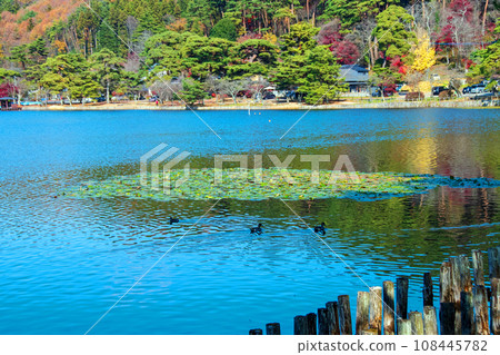 Autumn water lilies at Nanko Park, a nationally designated historic site and scenic spot in Shirakawa City, Fukushima Prefecture Autumn water lilies at Nanko Park, a nationally designated historic site and scenic spot in Shirakawa City, Fukushima Prefecture 108445782