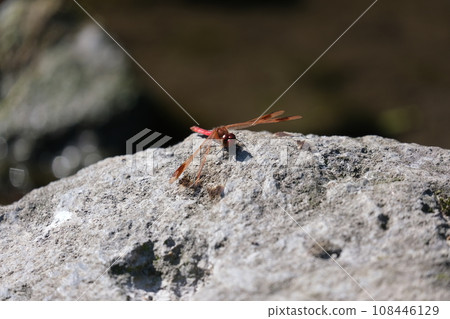 Dragonfly on the rock 108446129