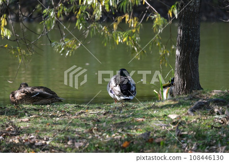 Duck of the water 108446130