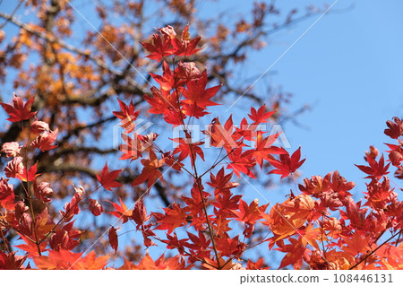 秋天的樹葉 秋天的樹葉 108446131
