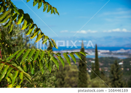Macro photo of green bushes against the backdrop of mountains and the sea. 108446189