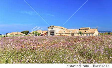 Winter at Soleil Hill (amusement park) with autumn cherry blossoms (cosmos) in Yokosuka City, Kanagawa Prefecture, Shonan Miura Peninsula Winter at Soleil Hill (amusement park) with autumn cherry blossoms (cosmos) in Yokosuka City, Kanagawa Prefecture, Shonan Miura Peninsula 108446315