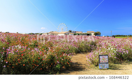 Winter at Soleil Hill (amusement park) with autumn cherry blossoms (cosmos) in Yokosuka City, Kanagawa Prefecture, Shonan Miura Peninsula 108446322