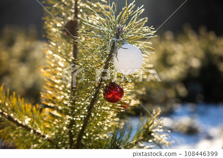 Close up festively decorated coniferous tree with white and red balls on fluffy pine branches outdoors at sunny snowy forest in connection with celebration of Christmas and New year. Space for text Close up festively decorated coniferous tree with white and red balls on fluffy pine branches outdoors at sunny snowy forest in connection with celebration of Christmas and New year. Space for text 108446399