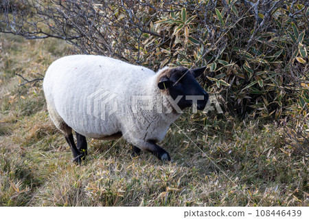 Ran sheep 108446439