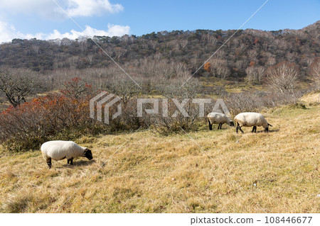 Akagi Shirakaba Farm Gunma Prefecture Akagi Shirakaba Farm Gunma Prefecture 108446677