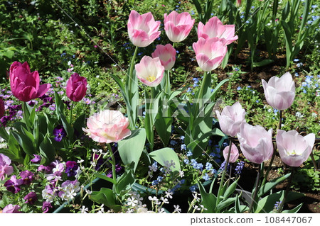 Various tulips blooming in the flower bed Various tulips blooming in the flower bed 108447067
