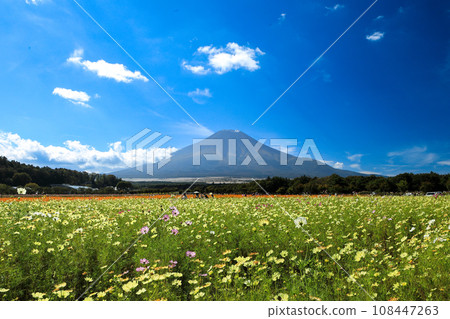 View of Mt. Fuji from Yamanakako Hananomiyako Park where autumn cherry blossoms bloom 108447263