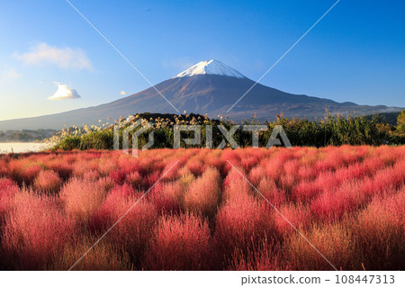 Kawaguchiko autumn leaves kochia and Mt. Fuji Kawaguchiko autumn leaves kochia and Mt. Fuji 108447313