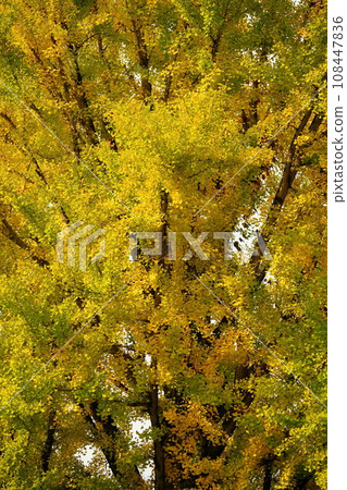 Ginkgo biloba colored yellow Ginkgo biloba colored yellow 108447836