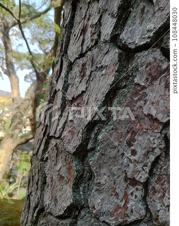 black pine bark 108448030