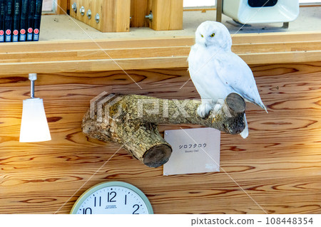 白貓頭鷹 白貓頭鷹 108448354