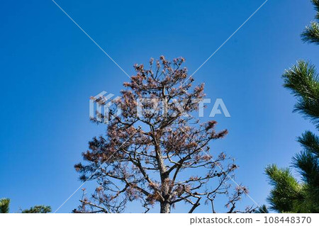 Pine beetle damage 108448370