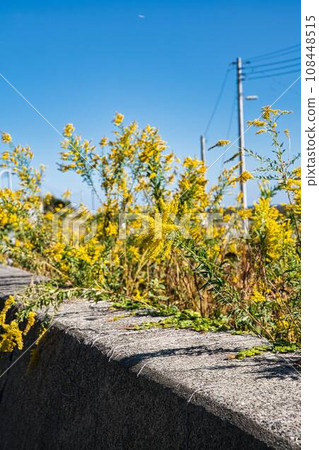 Be careful of ragweed in autumn Be careful of ragweed in autumn 108448515