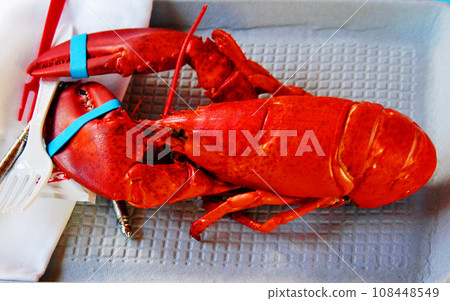 United States, Maine, Chancey Creek, American Lobster 108448549