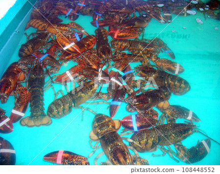 美國緬因州昌西溪水箱中的美國龍蝦 108448552
