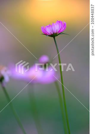 cosmos flowers. Blurs the background and makes it stand out. cosmos flowers. Blurs the background and makes it stand out. 108448837