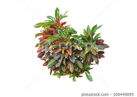 Codiaeum Variegatum Or Petra Croton Tropical Plant 108449095