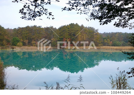 [Fukushima] Autumn leaves of Goshikinuma lakes (yellow leaves) 108449264