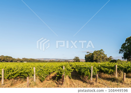 Vineyards in McLaren Vale at sunset 108449596