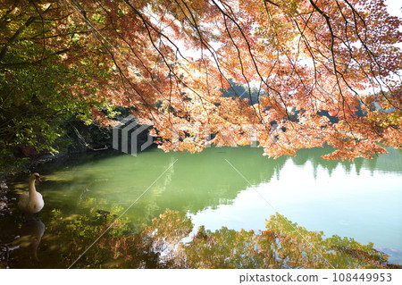 Swans swimming gracefully <Minami Inaga Lake> Swans swimming gracefully <Minami Inaga Lake> 108449953
