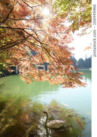 Swans swimming gracefully <Minami Inaga Lake> 108449966