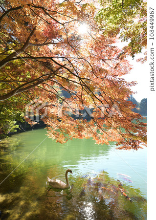 Swans swimming gracefully <Minami Inaga Lake> 108449967