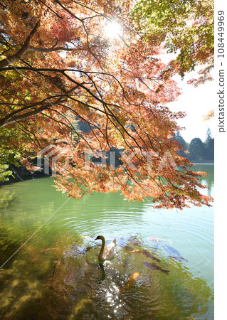 優雅游泳的天鵝<南稻長湖> 108449969