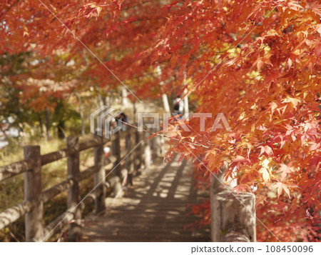 在山中湖岸的秋葉 在山中湖岸的秋葉 108450096