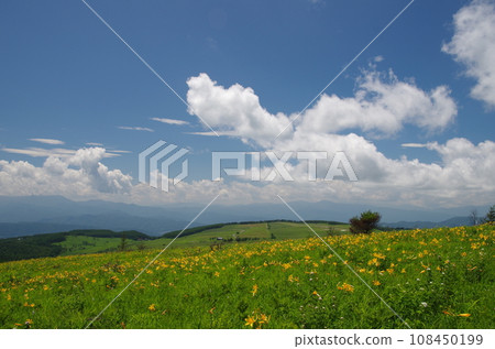 Venus line daylily 108450199