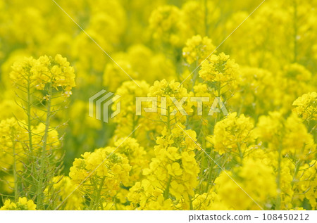 Nanohana field Nanohana field 108450212