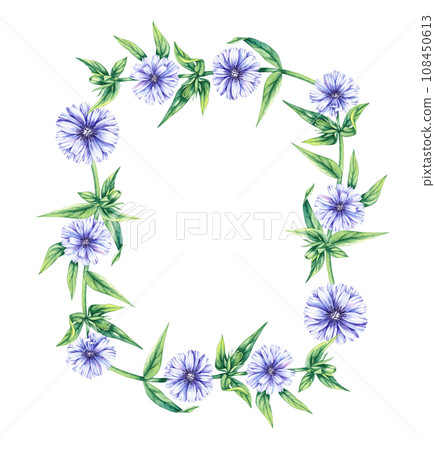 Wreath of chicory flowers on a white background Wreath of chicory flowers on a white background 108450613