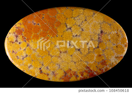 Fossil Coral Sea History Fossil Coral Sea History 108450618