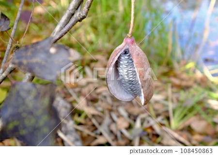 [Fukushima] Wild Akebi (around Lake Hibara) 108450863