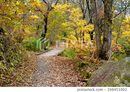 [Fukushima] Swamp around Lake Hibara (yellow leaves) 108451002