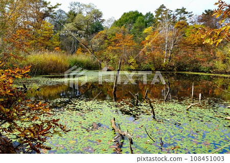 [Fukushima] Swamp around Lake Hibara (yellow leaves) 108451003