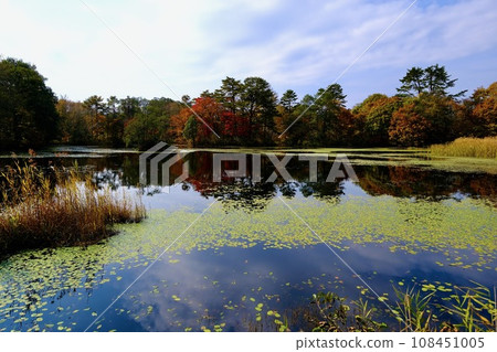 [Fukushima] Swamp around Lake Hibara (yellow leaves) 108451005